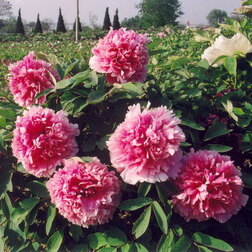 ����  ���� ����������� ���������� ������, ������ �� 731 ���