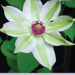 ����  �������� ��������������� ���� ������� (1-�����), ������ �� 599 ���