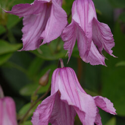 ����  �������� ������������ �������, ������ �� 1339 ���