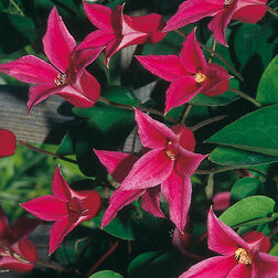 ����  �������� ������������ ��������� �����, ������ �� 1339 ���