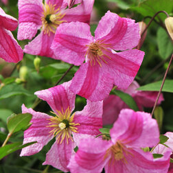 ����  �������� ������������ ��������, ������ �� 1869 ���