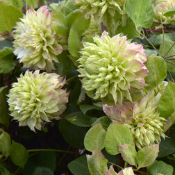 ����  �������� ��������������� ������, ������ �� 1339 ���