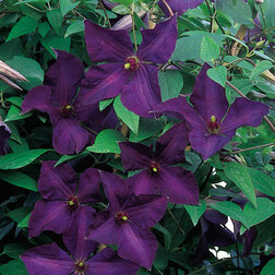 ����  �������� ��������������� ����� ������, ������ �� 1339 ���