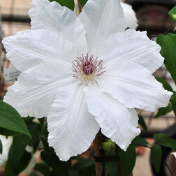 ����  �������� ��������������� ���-��-����, ������ �� 1339 ���