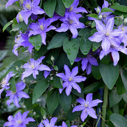 ����  �������� ��������������� ����, ������ �� 1339 ���