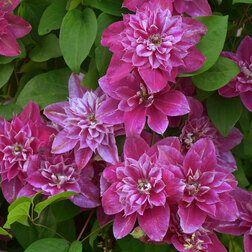 ����  �������� ��������������� ��� �������, ������ �� 1869 ���