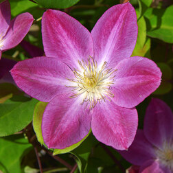 ����  �������� ��������������� ������ �� ����, ������ �� 1699 ���