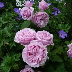 ����  ���� �����-��������� ��������, ������ �� 499 ���