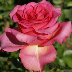 ����  ���� �����-��������� ��������, ������ �� 499 ���