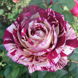 ����  ���� �����-��������� ����� ��������, ������ �� 499 ���