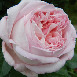 ����  ���� �����-��������� ������� �����, ������ �� 499 ���