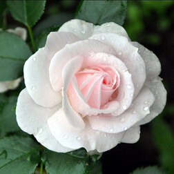 ����  ���� ���������� �������, ������ �� 499 ���