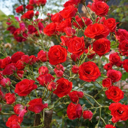 ����  ���� �������������� ������� ����������, ������ �� 619 ���