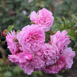 ����  ���� ��������� �������� �����, ������ �� 619 ���