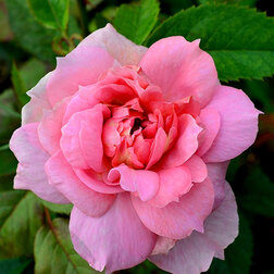 ����  ���� ��������� �������� ������� �����, ������ �� 990 ���