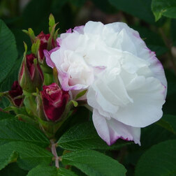 ����  ���� ��������� �������� ����� ������, ������ �� 990 ���