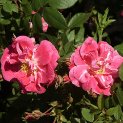 ����  ���� ��������� ��������� ������ ������, ������ �� 990 ���