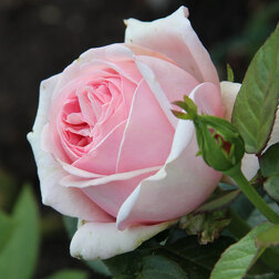 ����  ���� ������ �����-��������� ��������, ������ �� 699 ���