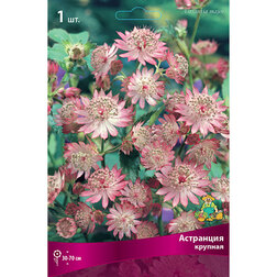 ����  ��������� �������, ������ �� 357 ���