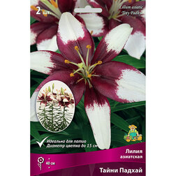 ����  ����� ��������� ��������� ����� ������ (2 ��.), ������ �� 299 ���