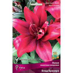 ����  ����� ��������� �������� ���� ������� (2 ��.), ������ �� 462 ���