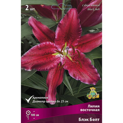 ����  ����� ��������� ���� ���� (2 ��.), ������ �� 370 ���