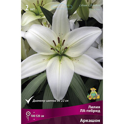 ����  ����� ��-������ ������� (2 ��.), ������ �� 268 ���