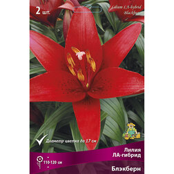 ����  ����� ��-������ �������� (2 ��.), ������ �� 292 ���