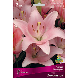 ����  ����� ��-������ ���������� (2 ��.), ������ �� 268 ���