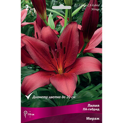 ����  ����� ��-������ ����� (2 ��.), ������ �� 292 ���