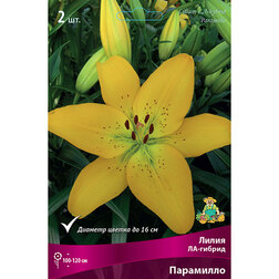 ����  ����� ��-������ ��������� (2 ��.), ������ �� 268 ���