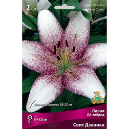 ����  ����� ��-������ ���� ������� (2 ��.), ������ �� 333 ���