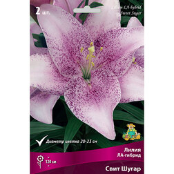 ����  ����� ��-������ ���� ����� (2 ��.), ������ �� 333 ���