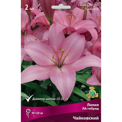 ����  ����� ��-������ ���������� (2 ��.), ������ �� 268 ���