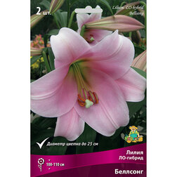 ����  ����� ��-������ �������� (2 ��.), ������ �� 333 ���