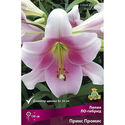 ����  ����� ��-������ ����� ������ (2 ��.), ������ �� 333 ���