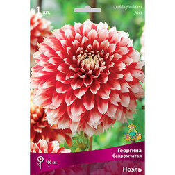 ����  �������� ����������� ����� (1 ��.), ������ �� 462 ���