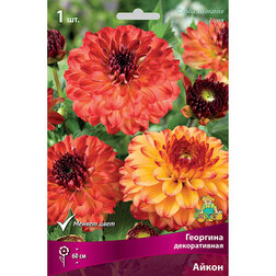 ����  �������� ������������ ����� (1 ��.), ������ �� 484 ���