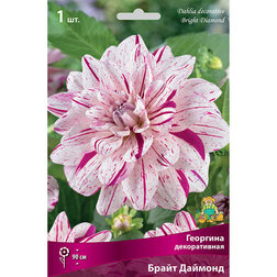 ����  �������� ������������ ����� ������� (1 ��.), ������ �� 445 ���