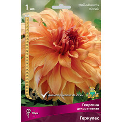 ����  �������� ������������ �������� (1 ��.), ������ �� 484 ���