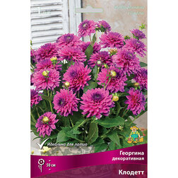 ����  �������� ������������ ������� (1 ��.), ������ �� 462 ���