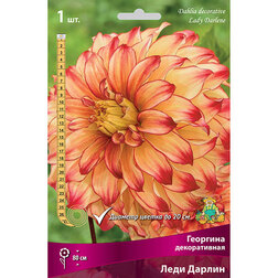 ����  �������� ������������ ���� ������ (1 ��.), ������ �� 462 ���