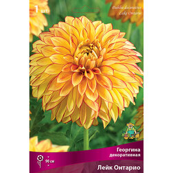 ����  �������� ������������ ���� ������� (1 ��.), ������ �� 462 ���