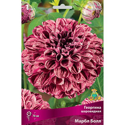 ����  �������� ���������� ����� ���� (1 ��.), ������ �� 484 ���