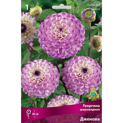 ����  �������� ���������� ������� (1 ��.), ������ �� 484 ���