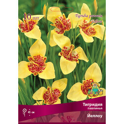 ����  �������� �������� ������ (10 ��.), ������ �� 328 ���