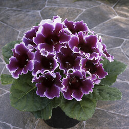 ����  ��������� ������� ��� ������ (��-1000 �����), ������ �� 6864 ���