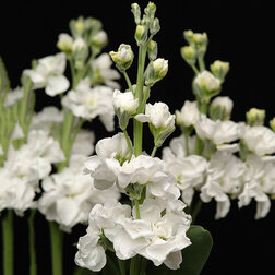 ����  �������� ��� ���� (1��-1000��) ���������������� ������, ������ �� 2208 ���