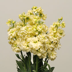 ����  �������� ��� ����� (1��-1000��) ���������������� ������, ������ �� 2880 ���