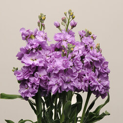 ����  �������� ��� �������� ��� (1��-1000��) ���������������� ������, ������ �� 2208 ���